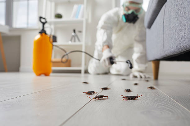 Commercial Kitchen Cockroach Control in New Paris